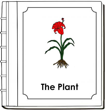 Parts of a Plant Nomenclature Book - Montessori Print Shop Digital Download