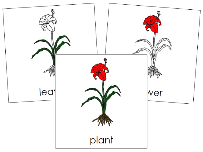 Parts of a Plant 3-Part Nomenclature Cards - Montessori Print Shop Digital Download
