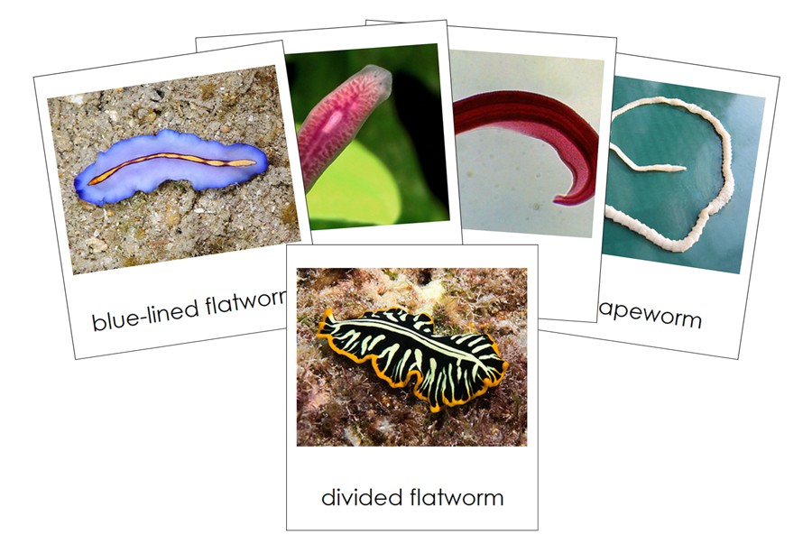 Types of Platyhelminthes 3-Part Cards (Animal Kingdom) by Montessori Print Shop