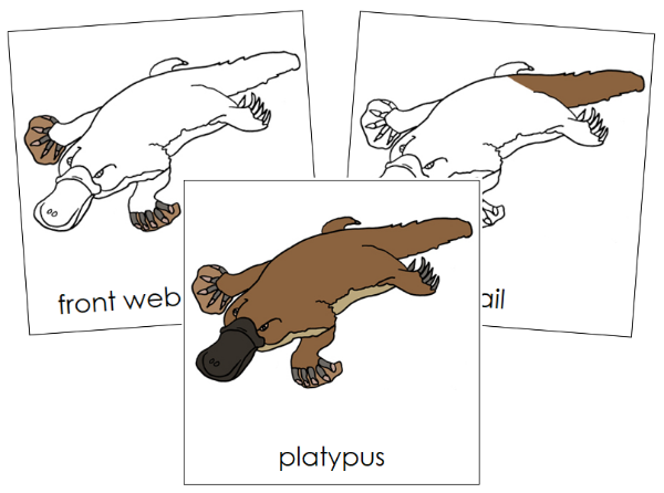 Parts of a Platypus 3-Part Nomenclature Cards by Montessori Print Shop