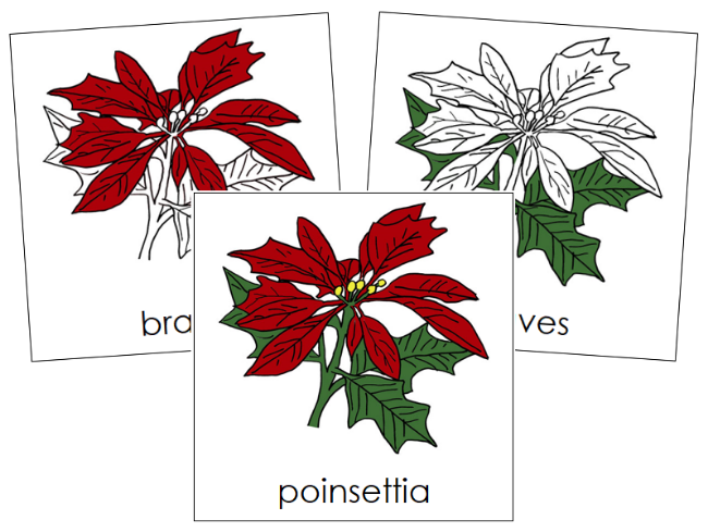 Parts of a Poinsettia 3-Part Nomenclature Cards - Montessori Print Shop Digital Download