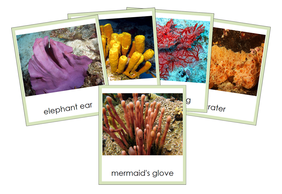 Types of Porifera 3-Part Cards (Animal Kingdom) by Montessori Print Shop
