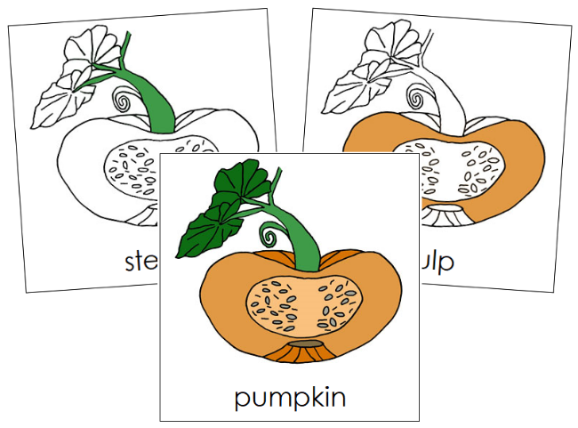 Parts of a Pumpkin 3-Part Nomenclature Cards - Montessori Print Shop Digital Download