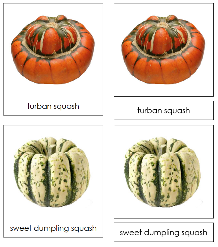 Types of Pumpkins & Squash 3-Part Classified Cards - Montessori Print Shop Digital Download