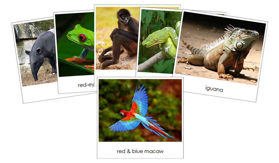 Rainforest Safari Toob Cards - Montessori Print Shop