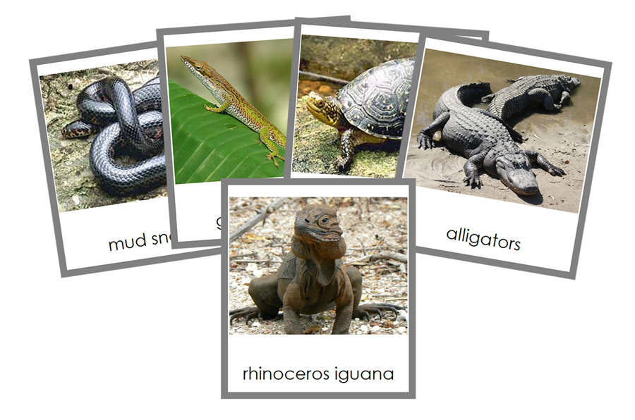Reptile 3-Part Cards - Animal Kingdom Cards by Montessori Print Shop