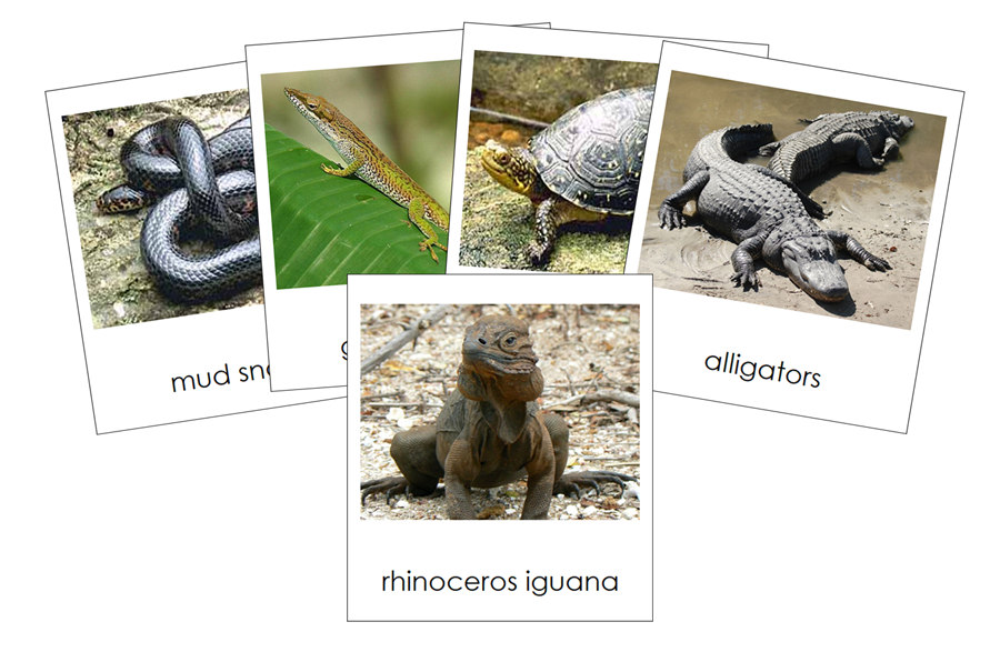 Types of Reptiles 3-Part Cards - Animal Kingdom Cards by Montessori Print Shop