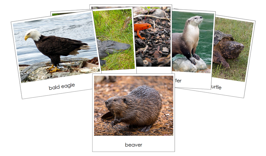 River - Safari Toob Cards by Montessori Print Shop