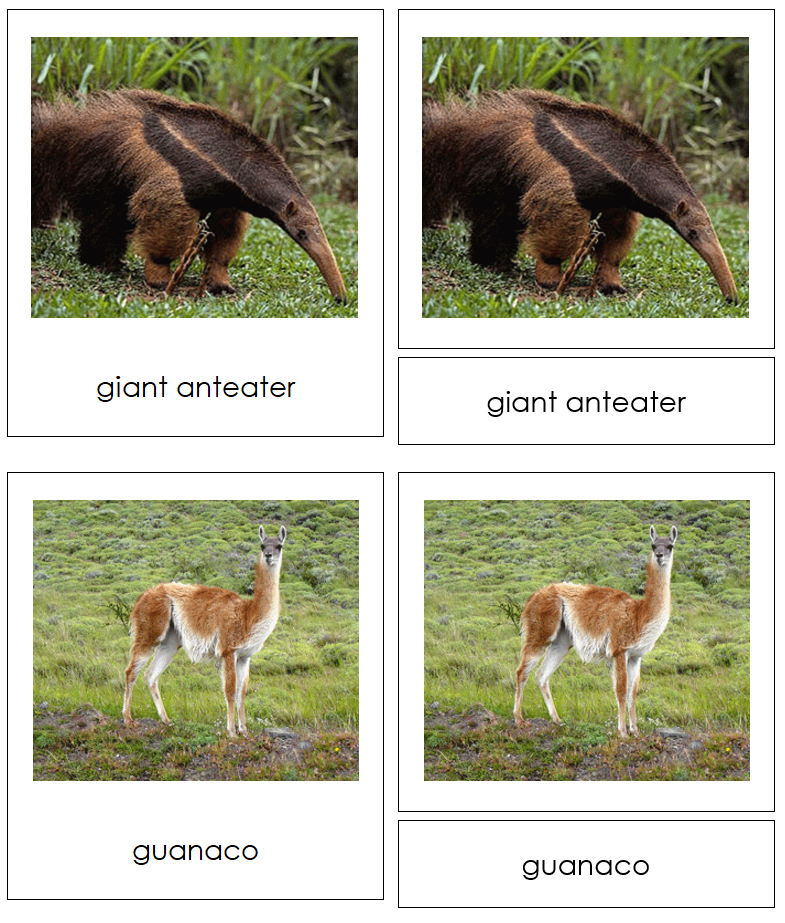 Animals of South America 3-Part Cards by Montessori Print Shop