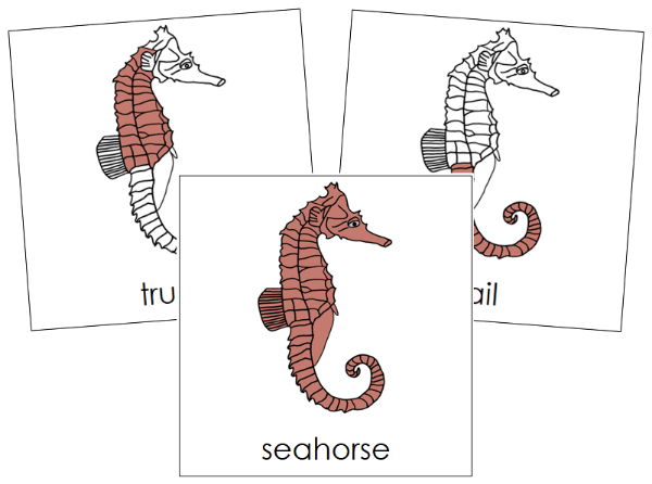 Parts of a Seahorse 3-Part Nomenclature Cards by Montessori Print Shop