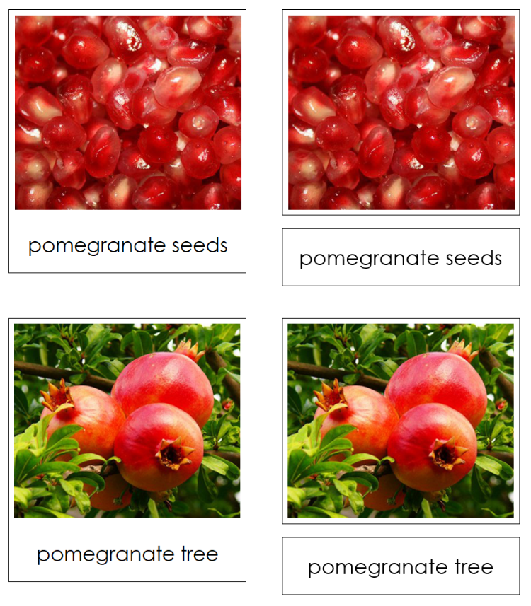 Seed & Plant Matching Cards - Montessori Print Shop Digital Download