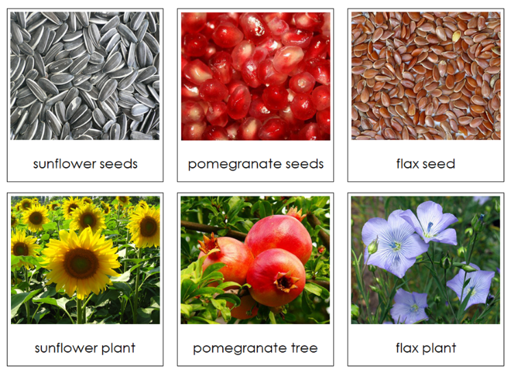 Seed & Plant Matching Cards - Montessori Print Shop Digital Download