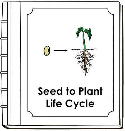 Seed to Plant Nomenclature Book - Montessori Print Shop Digital Download