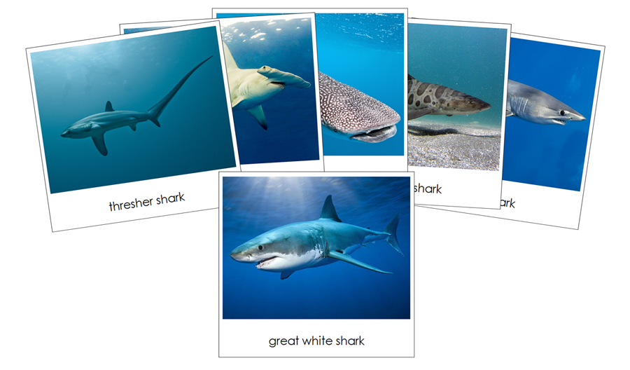 Sharks Safari Toob Cards - Montessori Print Shop