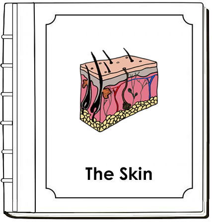 Skin Nomenclature Book - Montessori Print Shop Digital Download