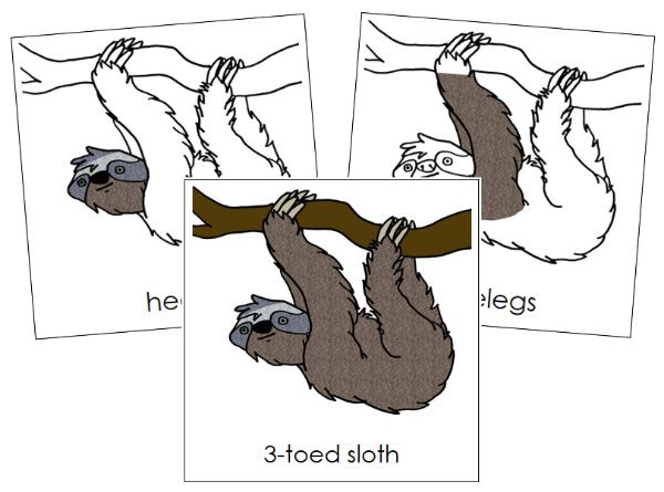 Parts of a Sloth 3-Part Nomenclature Cards by Montessori Print Shop