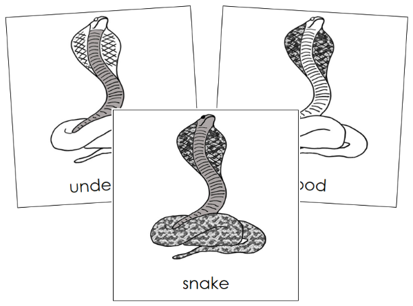 Parts of a Snake 3-Part Nomenclature Cards by Montessori Print Shop