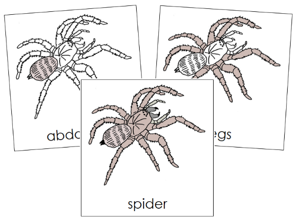 Parts of a Spider 3-Part Nomenclature Cards by Montessori Print Shop