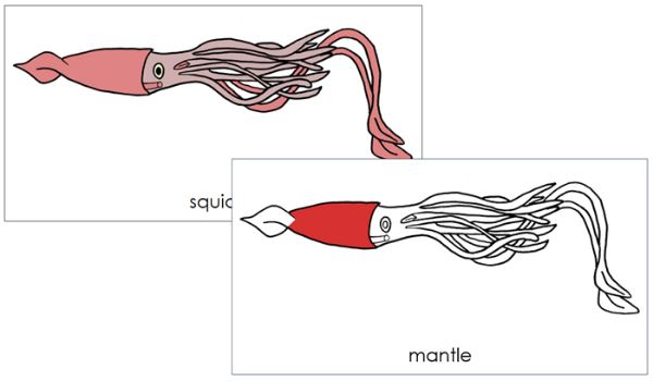 Parts of a Squid 3-Part Nomenclature Cards (red) by Montessori Print Shop