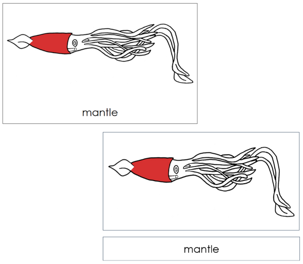 Parts of a Squid 3-Part Nomenclature Cards (red) by Montessori Print Shop