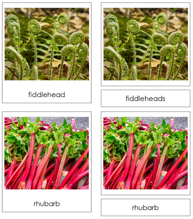 Types of Stalk Vegetables 3-Part Classified Cards - Montessori Print Shop Digital Download