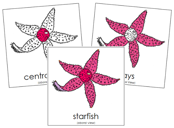 Parts of a Starfish 3-Part Nomenclature Cards by Montessori Print Shop