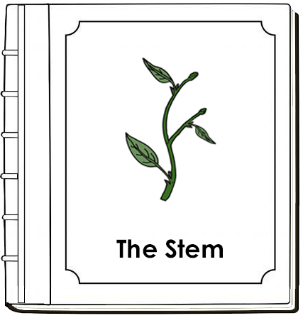 Parts of a Stem Nomenclature Book - Montessori Print Shop Digital Download