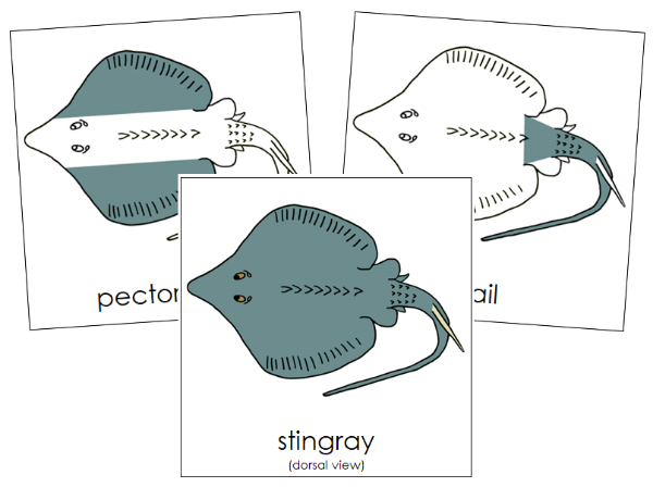 Parts of a Stingray 3-Part Nomenclature Cards by Montessori Print Shop