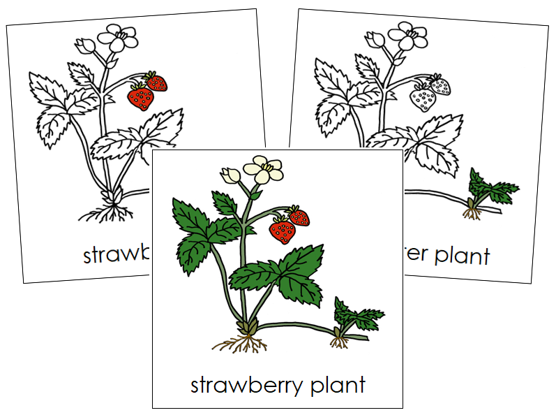 Parts of a Strawberry Plant 3-Part Nomenclature Cards - Montessori Print Shop Digital Download