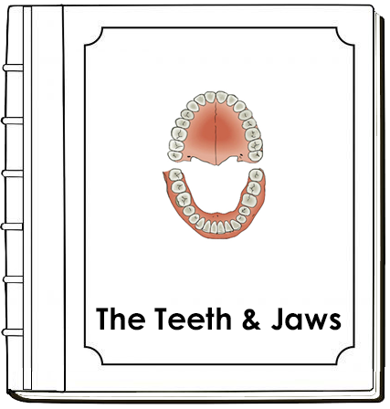 Teeth & Jaw Nomenclature Book - Montessori Print Shop Digital Download
