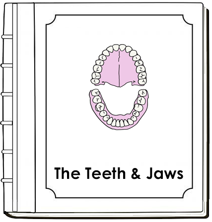 Teeth & Jaws Nomenclature Book (red) - Montessori Print Shop Digital Download