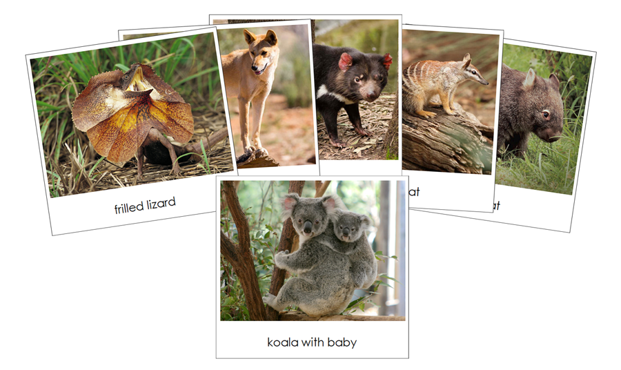 The Land Down Under Safari Toob Cards - Montessori Print Shop
