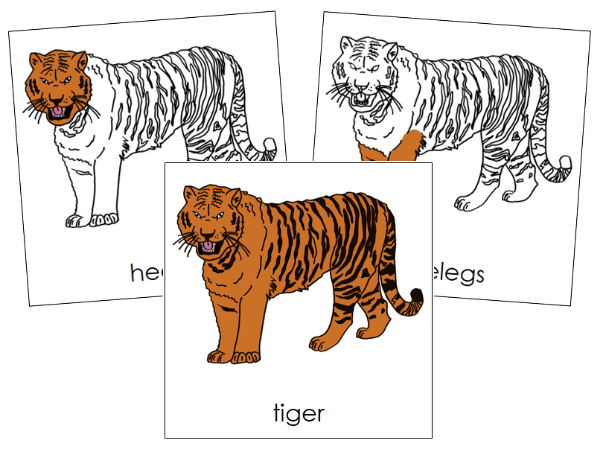 Parts of a Tiger 3-Part Nomenclature Cards by Montessori Print Shop