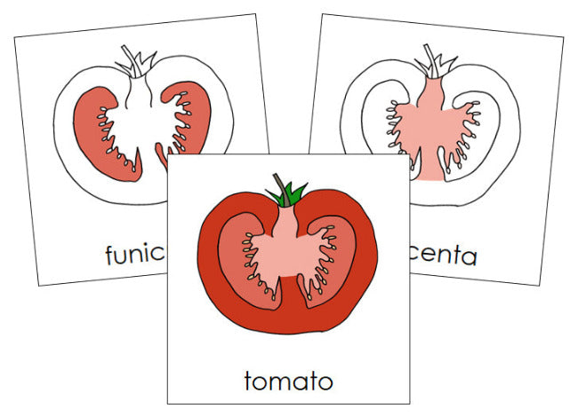 Parts of a Tomato 3-Part Nomenclature Cards - Montessori Print Shop Digital Download