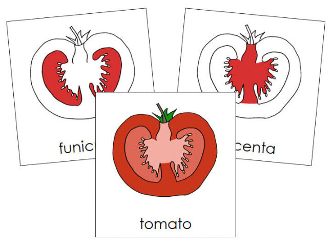 Parts of a tomato Nomenclature 3-Part Cards (Red) - Montessori Print Shop Digital Download