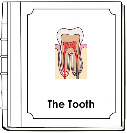 Parts of a Tooth Nomenclature Book - Montessori Print Shop Digital Download