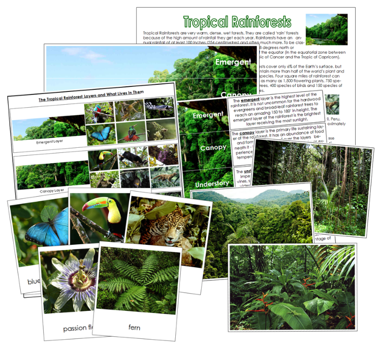 Tropical Rainforest Charts & Cards Sorting Activity - Montessori Print Shop Digital Download