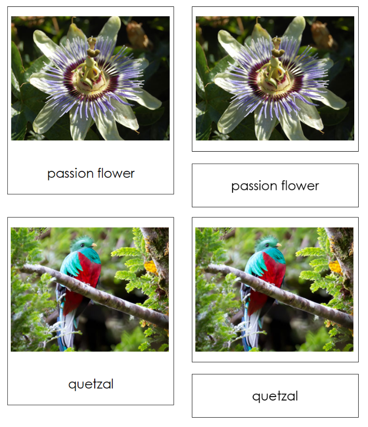 Tropical Rainforest Charts & Cards Sorting Activity - Montessori Print Shop Digital Download