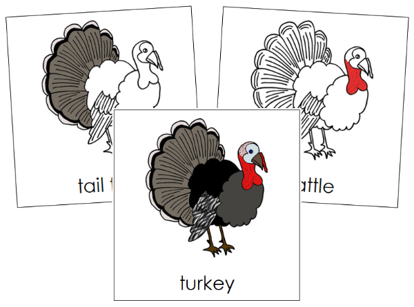 Parts of a Turkey 3-Part Nomenclature Cards by Montessori Print Shop