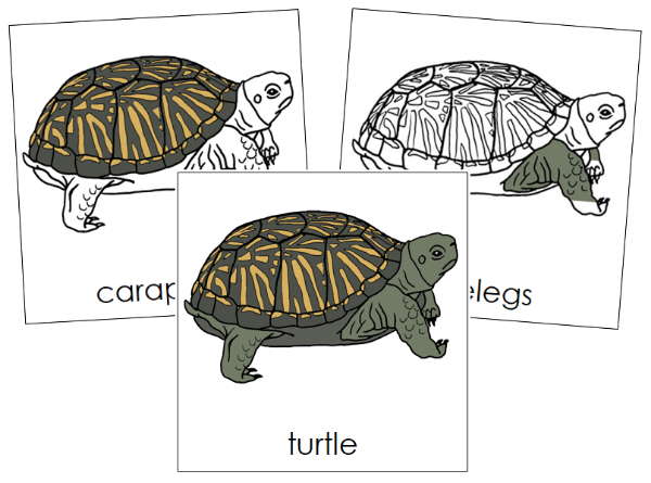 Parts of a Turtle 3-Part Nomenclature Cards by Montessori Print Shop