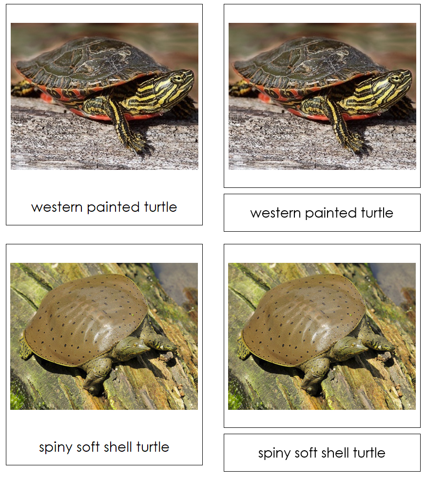Types of Turtles 3-Part Cards by Montessori Print Shop
