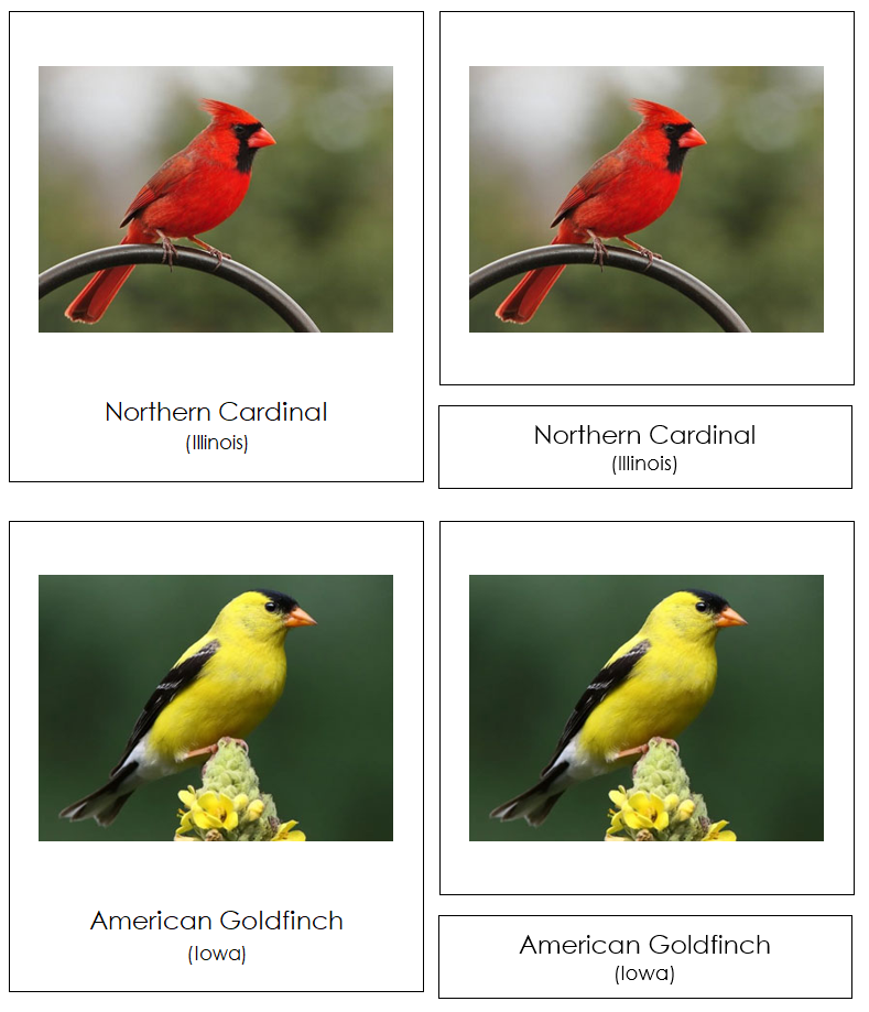 State Birds of the USA 3-Part Cards by Montessori Print Shop