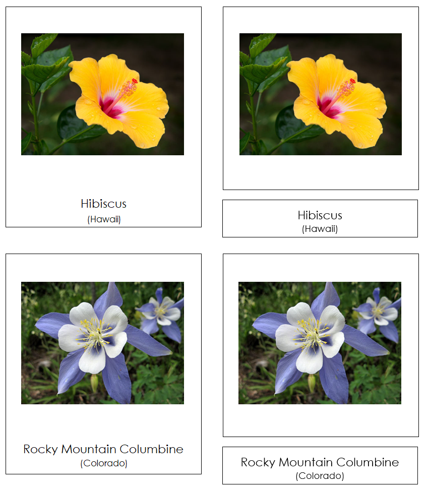 State Flowers of the USA 3-Part Cards by Montessori Print Shop