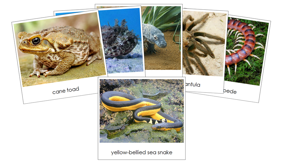Venomous Creatures Safari Toob Cards - Montessori Print Shop