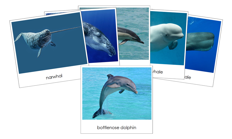 Whales and Dolphins Safari Toob Cards - Montessori Print Shop
