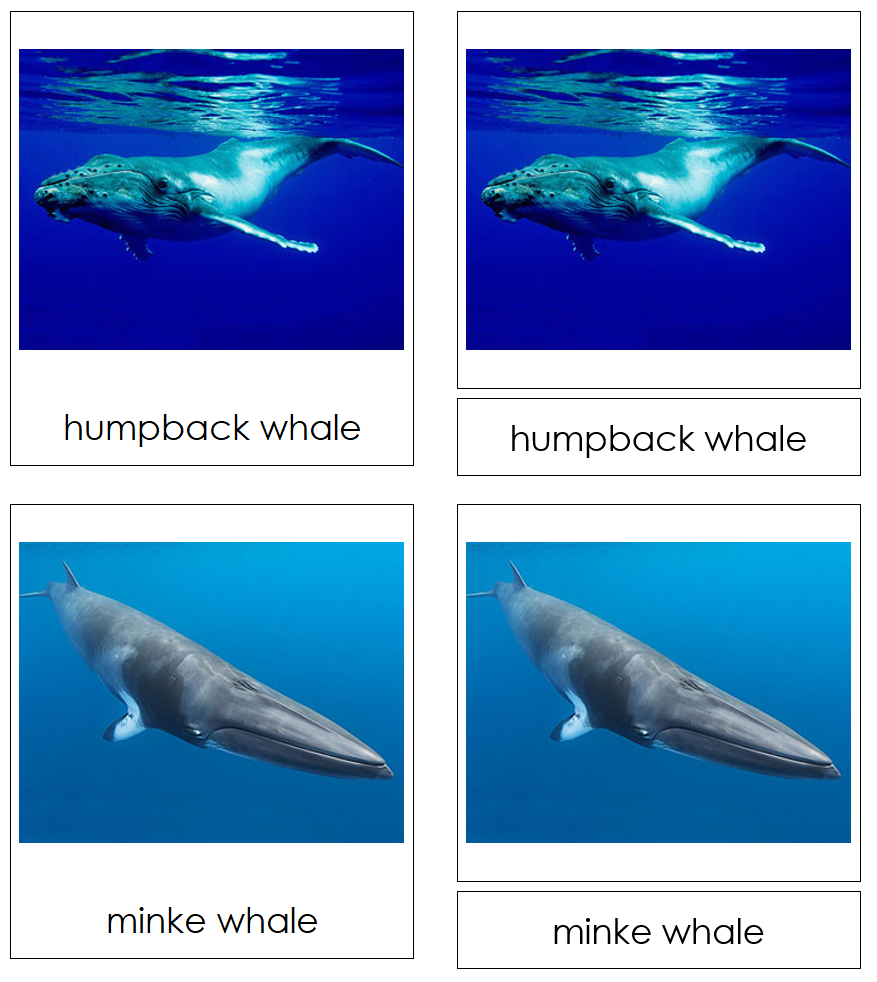 Types of Whales 3-Part Cards by Montessori Print Shop
