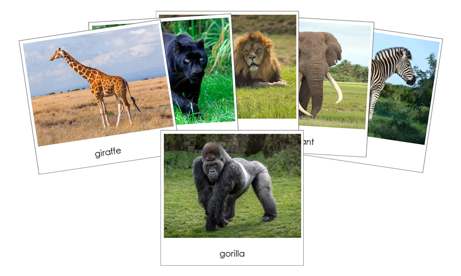 Wild Safari Toob Cards - Montessori Print Shop