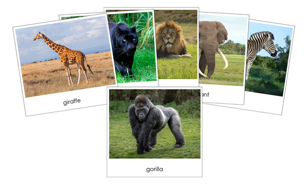 Wild Safari Toob Cards - Montessori Print Shop