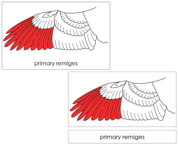 Parts of a Bird's Wing 3-Part Nomenclature Cards (red) by Montessori Print Shop