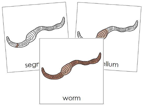 Parts of a Worm 3-Part Nomenclature Cards by Montessori Print Shop